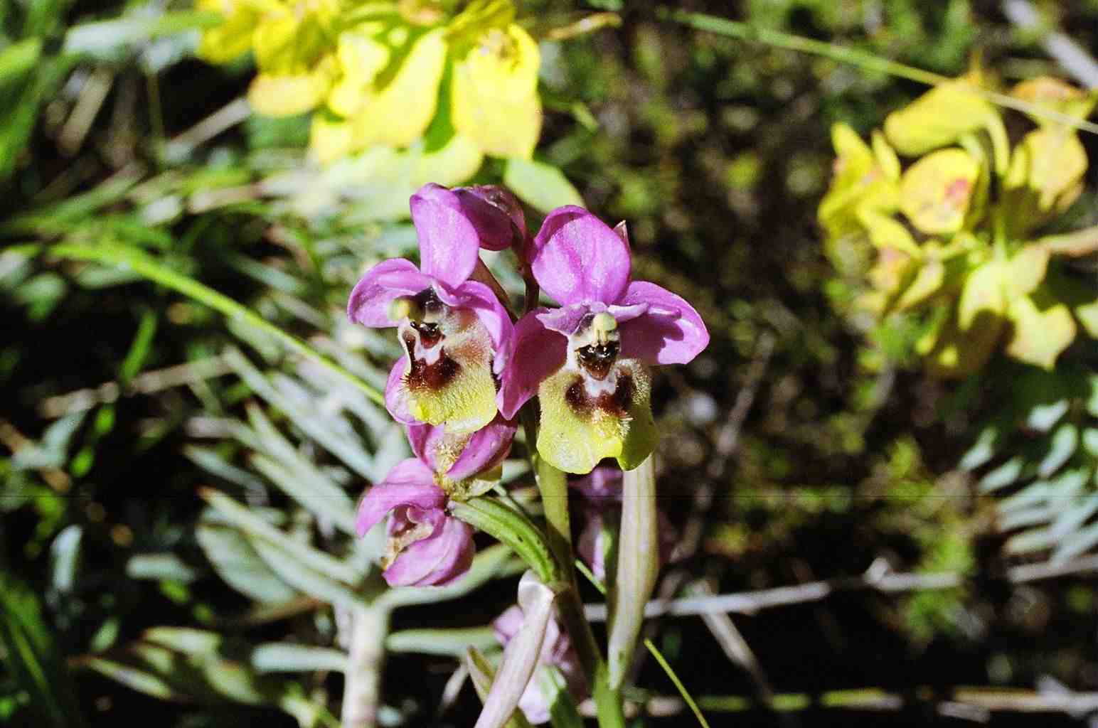 Ophrys bertolonii , Ophrys tenthredinifera
